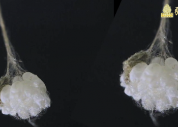 世界僅此一朵！金色優曇婆羅花 台中觀音山玉佛寺現蹤