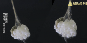 世界僅此一朵！金色優曇婆羅花 台中觀音山玉佛寺現蹤