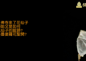 觀音山玉佛寺-優曇婆羅花見證分享者:葉汸諼