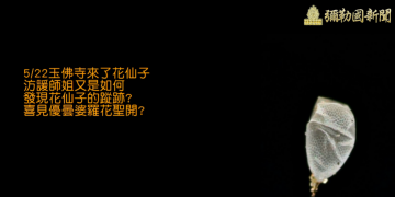 觀音山玉佛寺-優曇婆羅花見證分享者:葉汸諼
