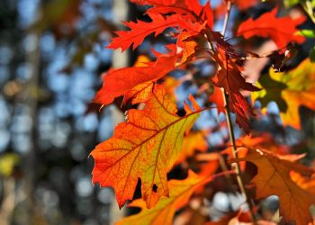 天書推薦／一葉知秋《超智慧進化》