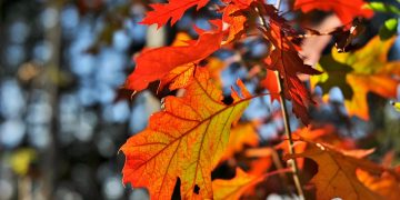 天書推薦／一葉知秋《超智慧進化》