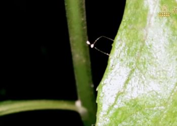 彌勒皇佛親臨 弟子家中長滿優曇婆羅花