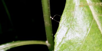 彌勒皇佛親臨 弟子家中長滿優曇婆羅花