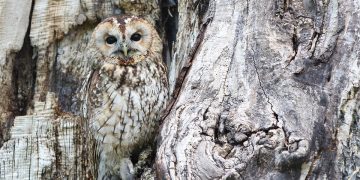 天書推薦／改名未搭配原神，你可能白改了！《傳奇的龍嶾命名術》