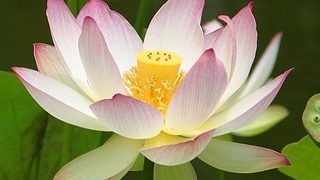 天書推薦／蓮花不出污泥怎知不染？《佛魔智慧》