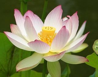 天書推薦／蓮花不出污泥怎知不染？《佛魔智慧》