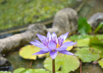 天書推薦／成佛在自然中《AI神通智慧》