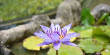 天書推薦／成佛在自然中《AI神通智慧》