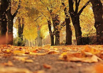 天書推薦／人生無常《九龍記 (六部曲) 彌勒王道》