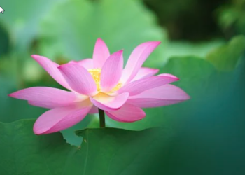 天書推薦／第三聖境 幽華明仙境《地藏王佛冥聖寶典》