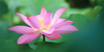 天書推薦／第三聖境 幽華明仙境《地藏王佛冥聖寶典》