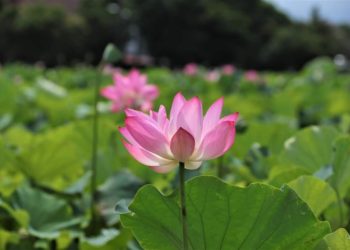 天書推薦／生命的本能《彌勒一貫道 聖火錄》