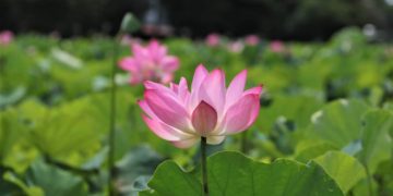 天書推薦／生命的本能《彌勒一貫道 聖火錄》