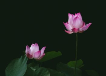 天書推薦／深層的菩提子《極聖冥道 大地藏王佛》